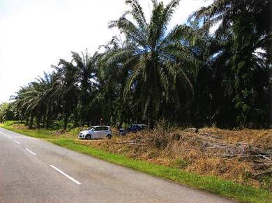 Agricultural-Land-for-sale-Semporna-Sabah