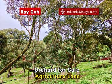 Durians and Fruits Orchard Agriculture Land Mantin Seremban for sale
