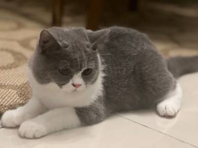 British Short Hair Pure Breed
