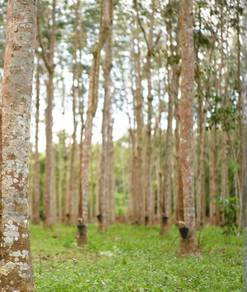 Agricultural-Land-for-sale-Jelebu-Negeri-Sembilan