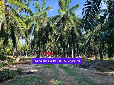 Agricultural-Land-for-sale-Bedong-Kedah