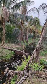 Kampung Kelawar Tanjung Malim Agriculture land near to main road