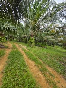Agricultural-Land-for-sale-Slim-River-Perak