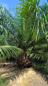 Agricultural-Land-for-sale-Slim-River-Perak