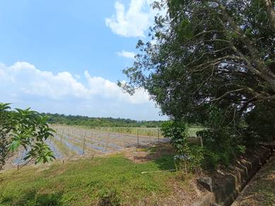 FACING MAINROAD 2 Combining Vacant Agriculture Land Bujang/Merbok