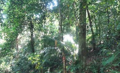 Agricultural-Land-for-sale-Jelebu-Negeri-Sembilan