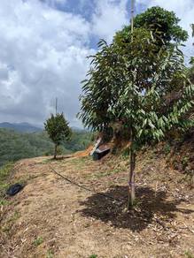 Agricultural-Land-for-sale-Jelebu-Negeri-Sembilan