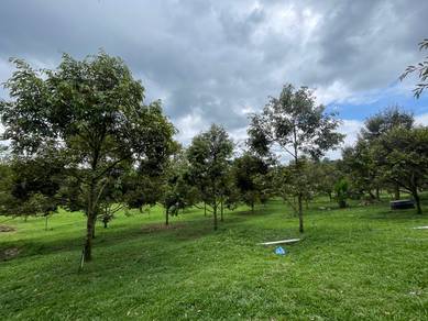Agricultural-Land-for-sale-Raub-Pahang-1