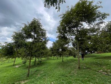 Agricultural-Land-for-sale-Raub-Pahang-2