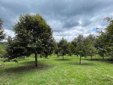 Agricultural-Land-for-sale-Raub-Pahang-3