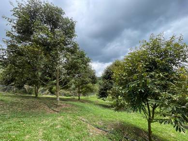 Musang King Durian Orchard @ Raub, Pahang❗Below Market Price❗