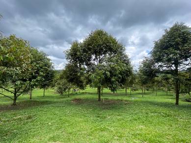 Agricultural-Land-for-sale-Raub-Pahang