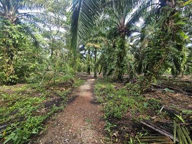 For Sale TANAH PONTIAN UNTUK DIJUAL ‼️