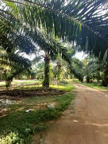 Agricultural-Land-for-sale-Jelebu-Negeri-Sembilan