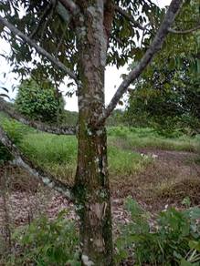 Agricultural-Land-for-sale-Slim-River-Perak