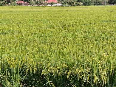 Land-for-sale-Besut-Terengganu
