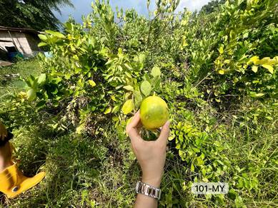 Agricultural-Land-for-sale-Batang-Kali-Selangor-3
