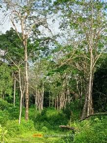 Agricultural-Land-for-sale-Besut-Terengganu