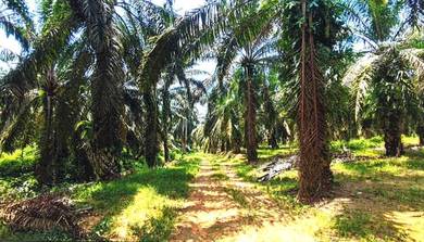 Kluang Batu Pahat 48 Acre Zoning Residential Land Main Road Rm16 psf