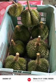 8 acre Durian Farm Desaru Kota Tinggi Johor International Lot