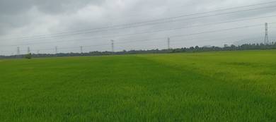 Agricultural-Land-for-sale-Pasir-Puteh-Kelantan