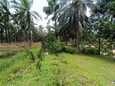 [KOTA TINGGI] Telok Sengat Johor Lama lResidential land l Tanah kosong
