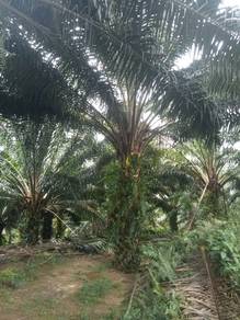 Agricultural-Land-for-sale-Slim-River-Perak