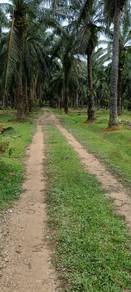 Tanah Pertanian di Kampung Sawah Raja Titian Bintangor, Rembau