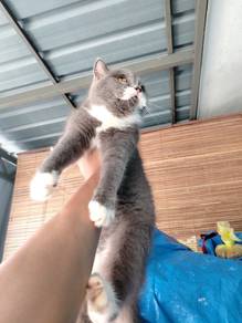 BSH X SCOTTISH FOLD Mak dan Anak