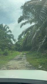 Agricultural-Land-for-rent-Klang-Selangor-2