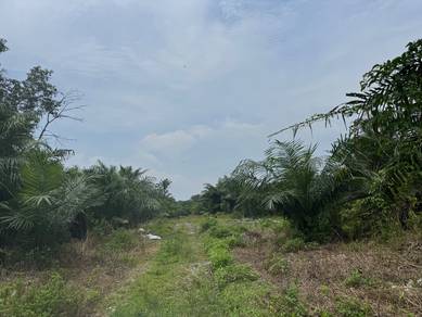 Agricultural-Land-for-rent-Klang-Selangor-1