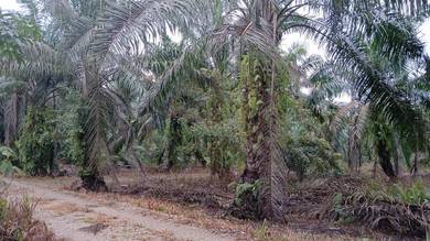3 acre Parit Kahar Jelutong Pontian Freehold International