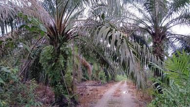 2 acre Parit Kahar Jelutong Pontian Freehold International
