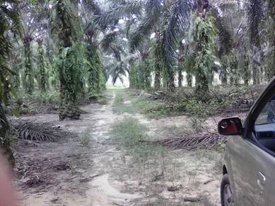 Agricultural-Land-for-sale-Kulim-Kedah