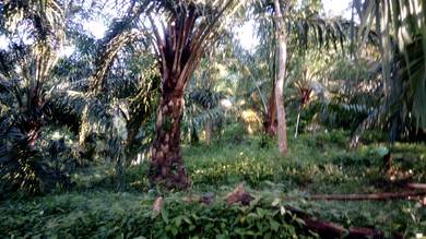 Agricultural-Land-for-sale-Slim-River-Perak
