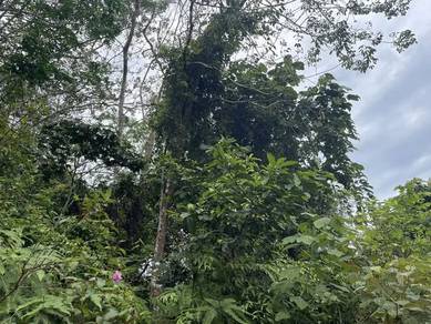 Old rubber land in pedas Kundur Hilir for sale