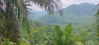 Agricultural-Land-for-sale-Raub-Pahang