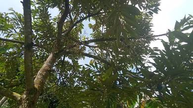 Agricultural-Land-for-sale-Jelebu-Negeri-Sembilan
