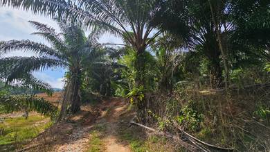 Agricultural-Land-for-sale-Slim-River-Perak