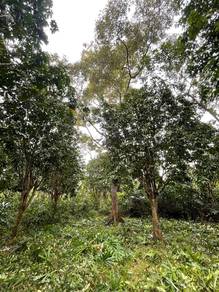 Agricultural-Land-for-sale-Hulu-Terengganu-Terengganu