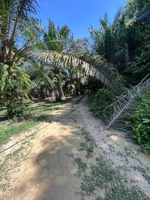Melaka, Land for Sale Freehold with Durian Blackthorn