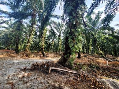 Agricultural-Land-for-sale-Kuala-Langat-Selangor