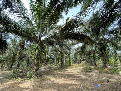 Agricultural-Land-for-sale-Sik-Kedah