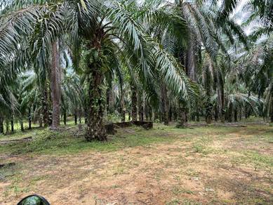 Agricultural-Land-for-sale-Hulu-Terengganu-Terengganu