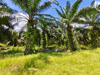 Freehold 26-Acre Land for Sale at Panchang Bedena, Sabak Bernam
