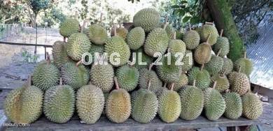 Agricultural-Land-for-sale-Jelebu-Negeri-Sembilan