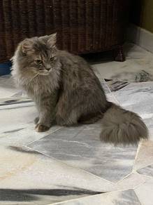 4 parsian mix mancoon