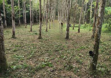 2 Acres Rubber Tree Plantation Mantin/Nilai Negeri Sembilan