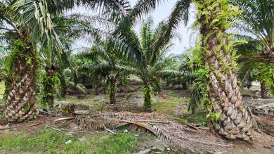 Agricultural-Land-for-sale-Raub-Pahang