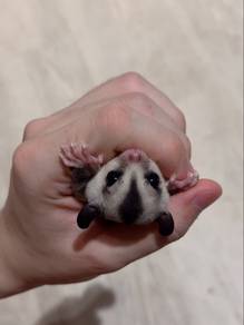 White Face Sugar Glider